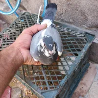 کبوترعرب،ماده النگو دار