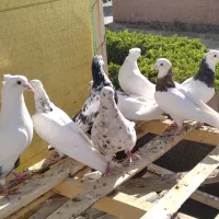 کفتر طوقی و دم سیا
