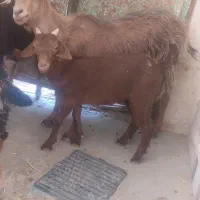 بز زایده