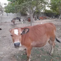 تعداد ۱۱ راس گوساله ماده نژاد کردی اصل باب کشتار