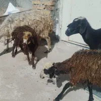 گوسفند بابره خرج خوره