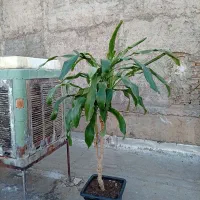 دراسنا بلالی