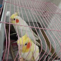 عروس هلندی جفت