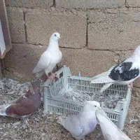 کبوتر|پرنده|سقز, |دیوار