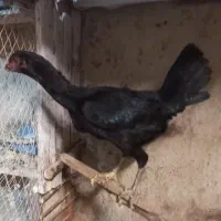 مرغ لاری افغان