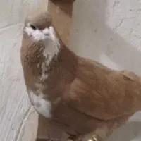 دوعدد کفتر نر کرباتی زرد وسینه سیاه