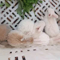 خرگوش