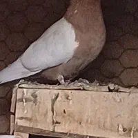 طوقی سرته ناور دمسفید