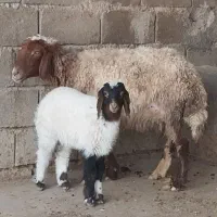 گوسفند مطفل بابره ماده