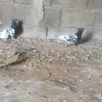 کله سیاه|پرنده|اهواز, کیانشهر|دیوار