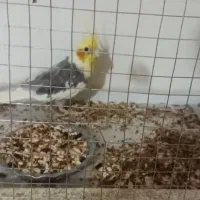 عروس هلندی رام رام نر