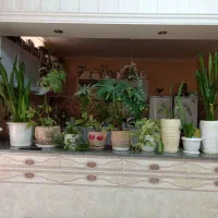 فروش گل با گلدانها