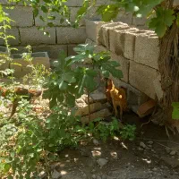 جوجه لاری اصل