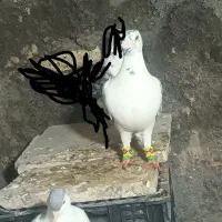 سار بزک