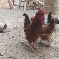خروس بومی