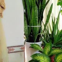 گل سانسوری با دیفن