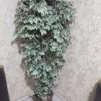 گل مصنوعی بنجامین
