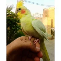 عروس هلندی ماده دستی