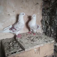کبوتر