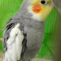 عروس هلندی