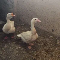 قوغاز