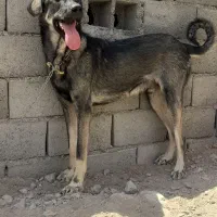سگ توله پژدر