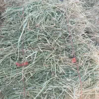 یونجه