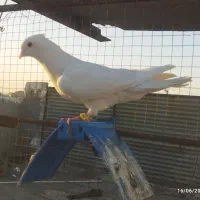 نر سفید بازیکن