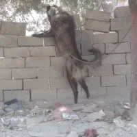 وگذاری حیوان
