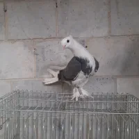 جوجه کبوتر از نسل هما