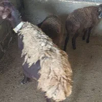 میش و بره