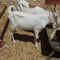 فروش بز و کره
