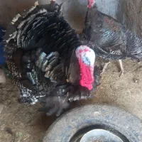 بوقلمون نر وماده سالم تخمگذار