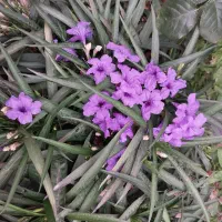 گل زیبا اطلسی مکزیکی