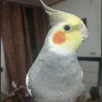 عروس هلندی