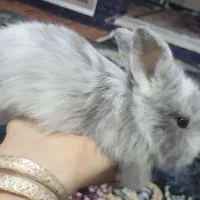 ۶ عدد خرگوش بانمک بازیگوش ۳ ماهه زیباشهر