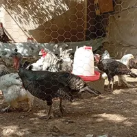 فروش مرغ برهما و بوقلمون ماده|حیوانات مزرعه|محمدشهر, |دیوار