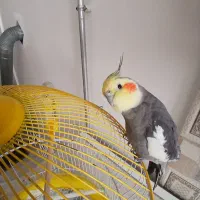 عروس هلندی سخن گ