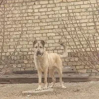 سگ‌ سرابی