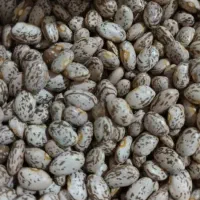 لوبیا چیتی، گندم و جو مرغوب