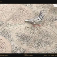 کفتر دم سفید ماده