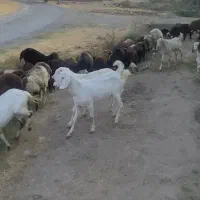گوسفند بره نر