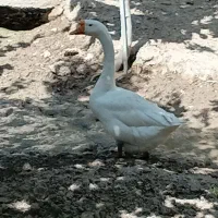 قوغاز