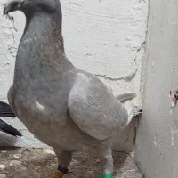 کبوتر