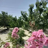 ویلا شاهنامه 14