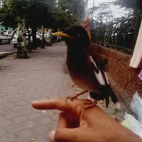 جوجه مینا