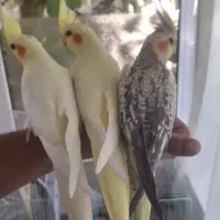 عروس هلندی خ۰ر۰د۰ا۰ر۰م