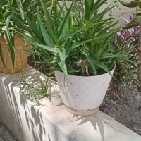 گلدان گل  الوئورا و گل  عنکبوتی