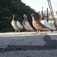 کبوتر رنگه