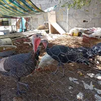 بوقلمون و پنج عدد مرغ و خروس پنج الی شش ماهه